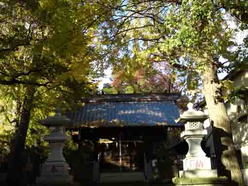 yellow leaves above the main hall