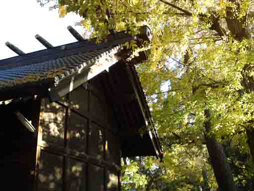 yellow leaves above the roof