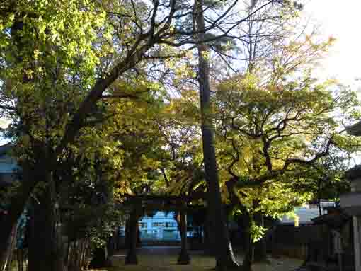 秋の陽と松本天祖神社の公孫樹