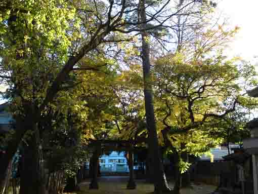 the approach of Matsumoto Tenso Jinja