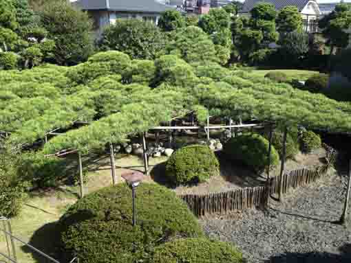 the overview of Garyu no Matsu in Jushoin