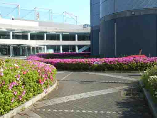 県立産業科学館小径のツツジの花
