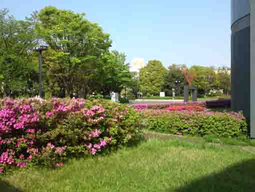 篠崎公園に咲く八重桜