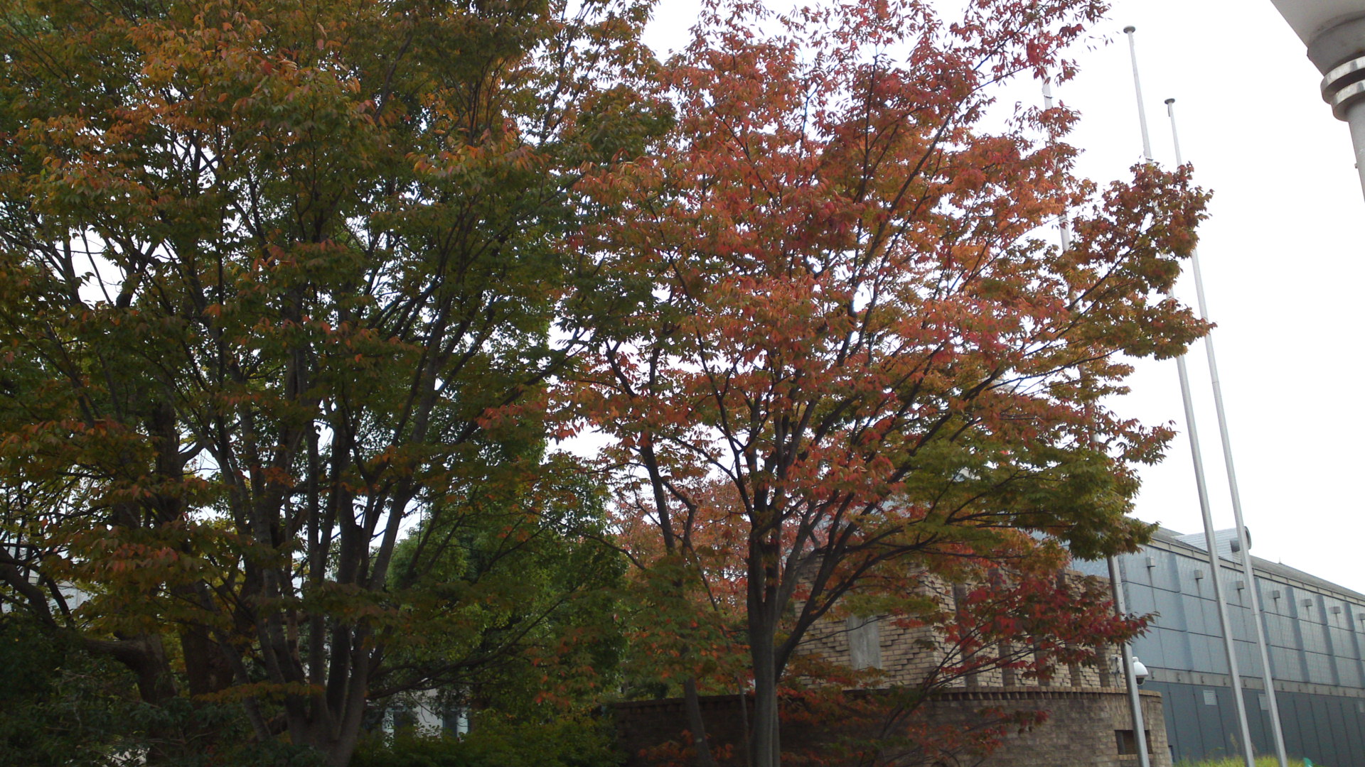 2014年メディアパーク市川の秋の風景２