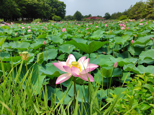 �ߘa�V�N���̐��������ɍ炭�@�̉ԂP