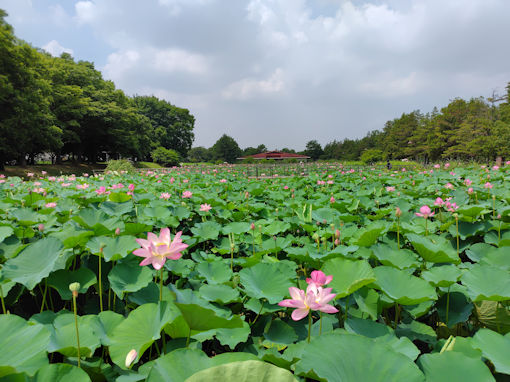 �ߘa�V�N���̐��������ɍ炭�@�̉ԂQ