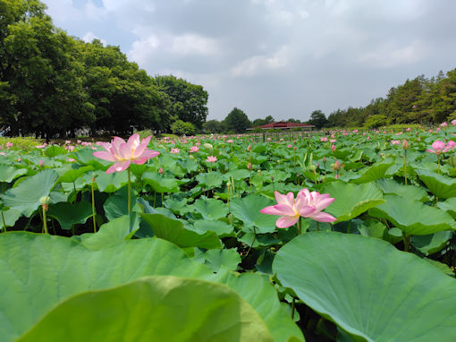 �ߘa�V�N�Ă̐��������̘@�c