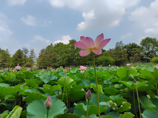 �ߘa�V�N���̐��������ɍ炭�@�̉ԂR