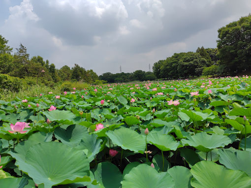 �ߘa�V�N���̐��������ɍ炭�@�̉ԂS