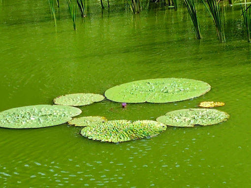 �ߘa�V�N���̐��������ɍ炭�I�j�o�X�̉ԂP