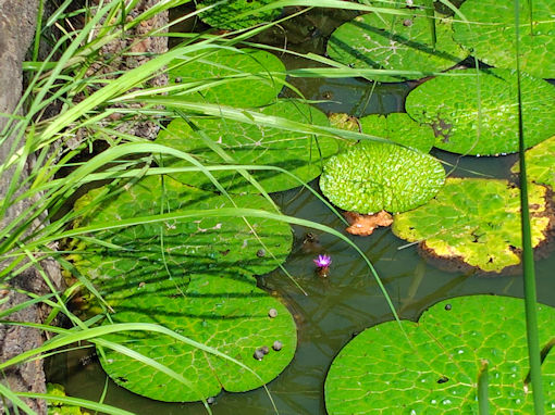 �ߘa�V�N�Ă̐��������̃I�j�o�X�̒r