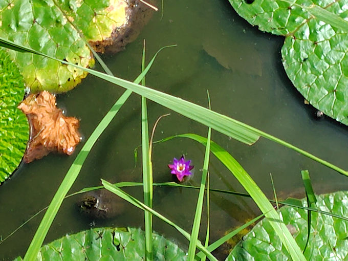 �ߘa�V�N���̐��������ɍ炭�I�j�o�X�̉ԂQ