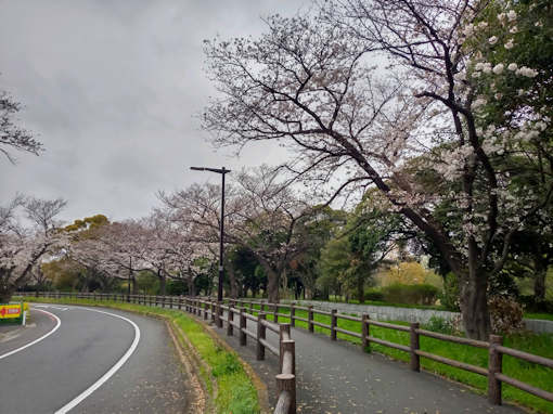 令和６年水元公園五分咲き程のソメイヨシノ