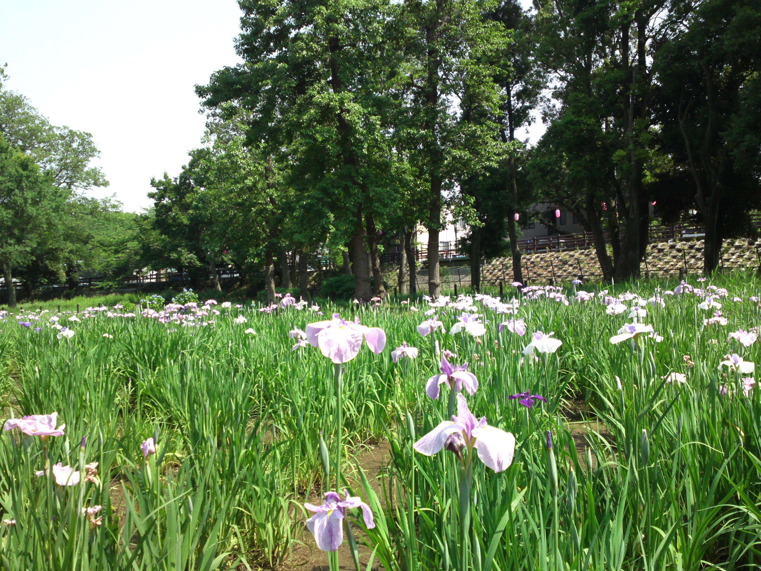 2018年初夏水元公園に咲く菖蒲の花々1