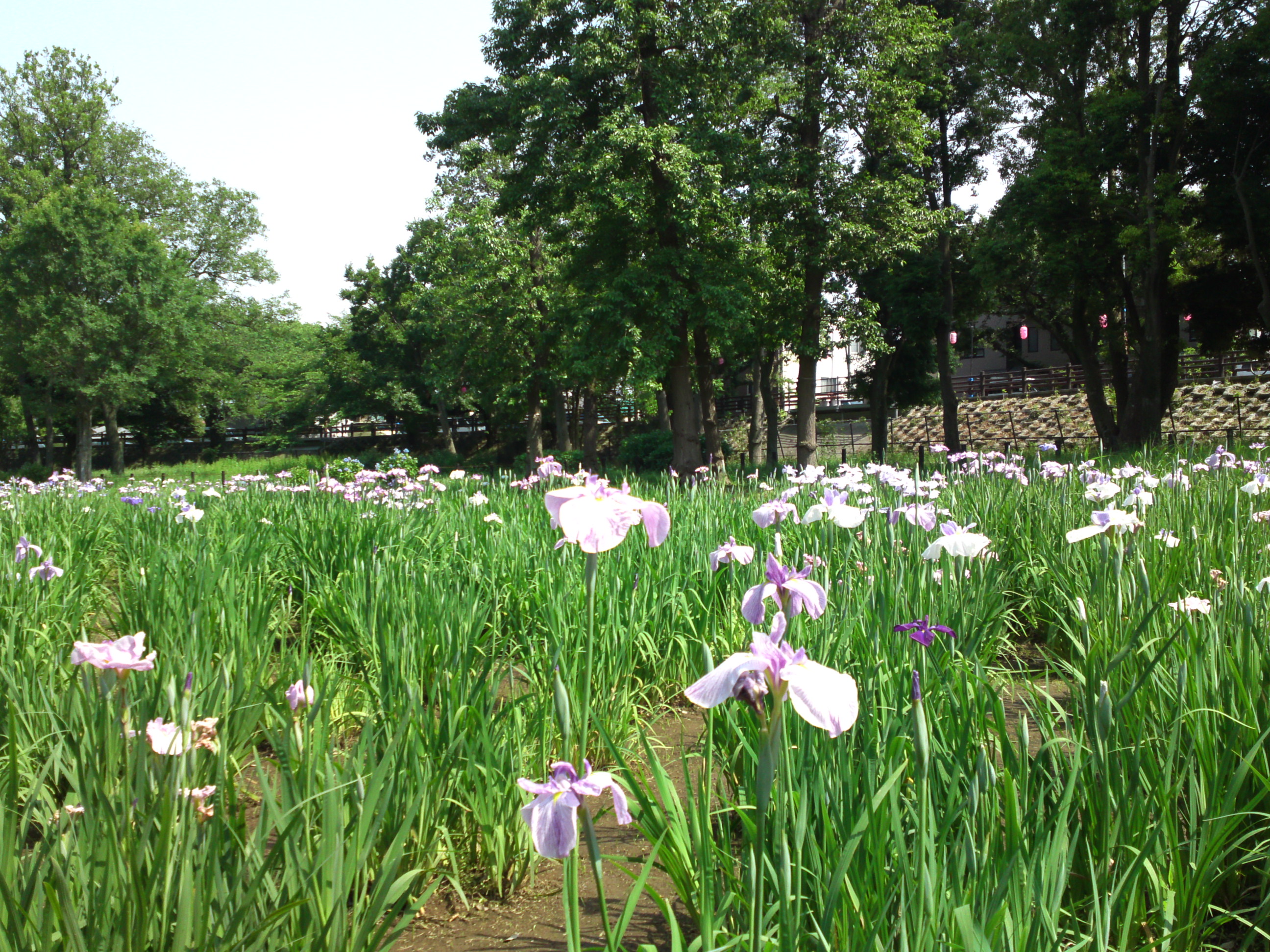 2018年初夏水元公園に咲く菖蒲の花々２