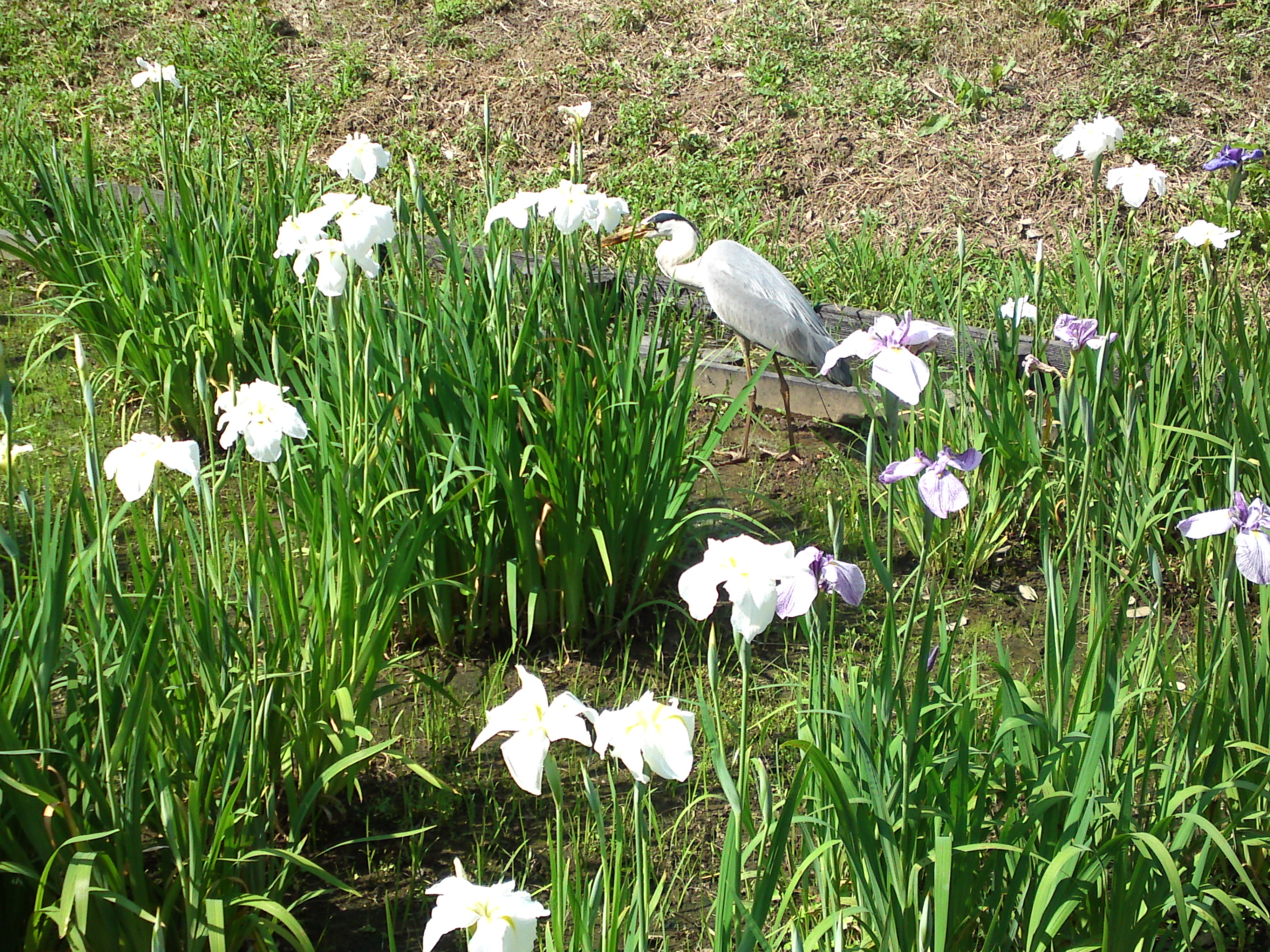 2018年初夏水元公園に咲く菖蒲の花々３