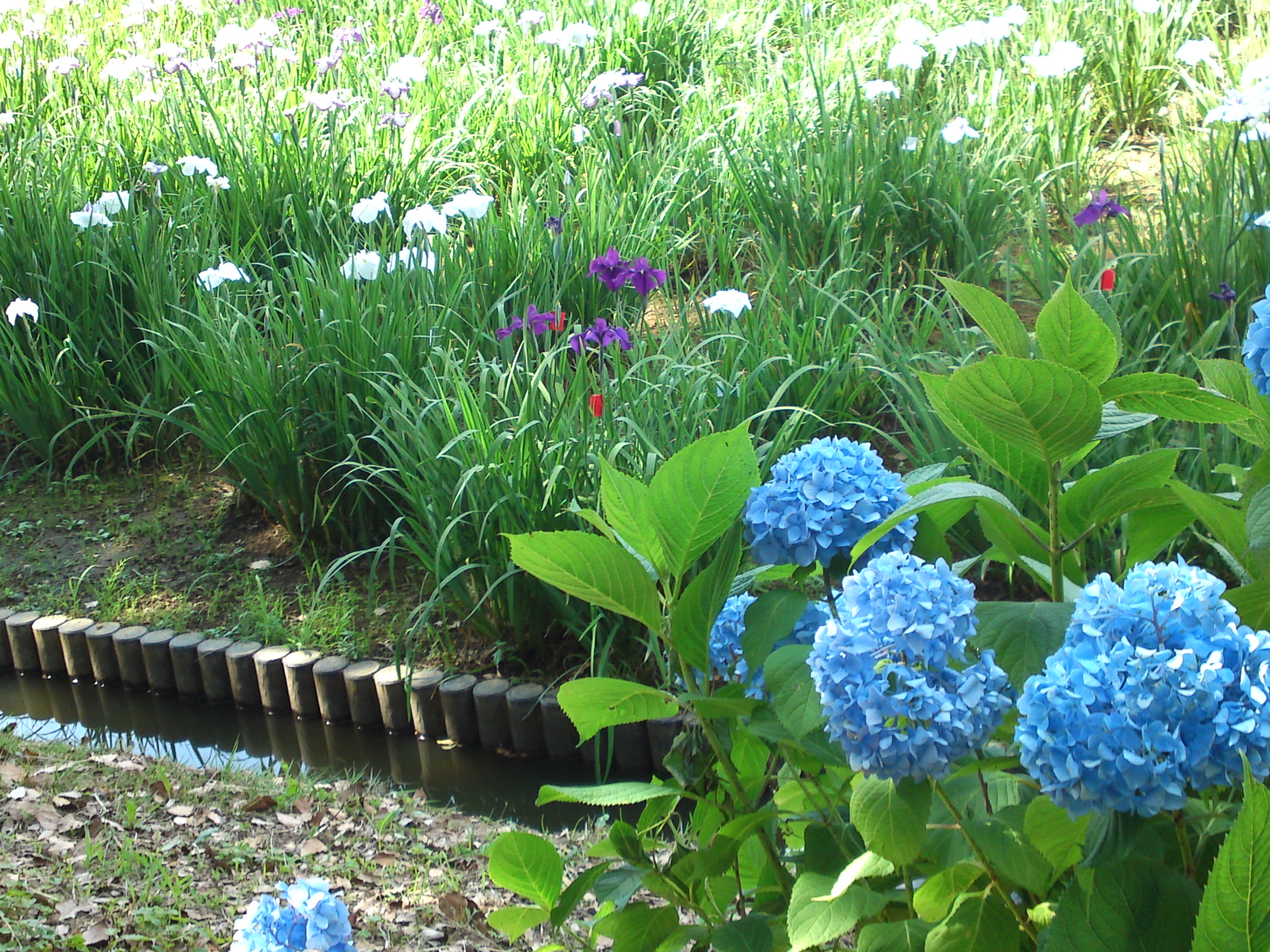 2018年初夏水元公園の菖蒲と紫陽花の花々１