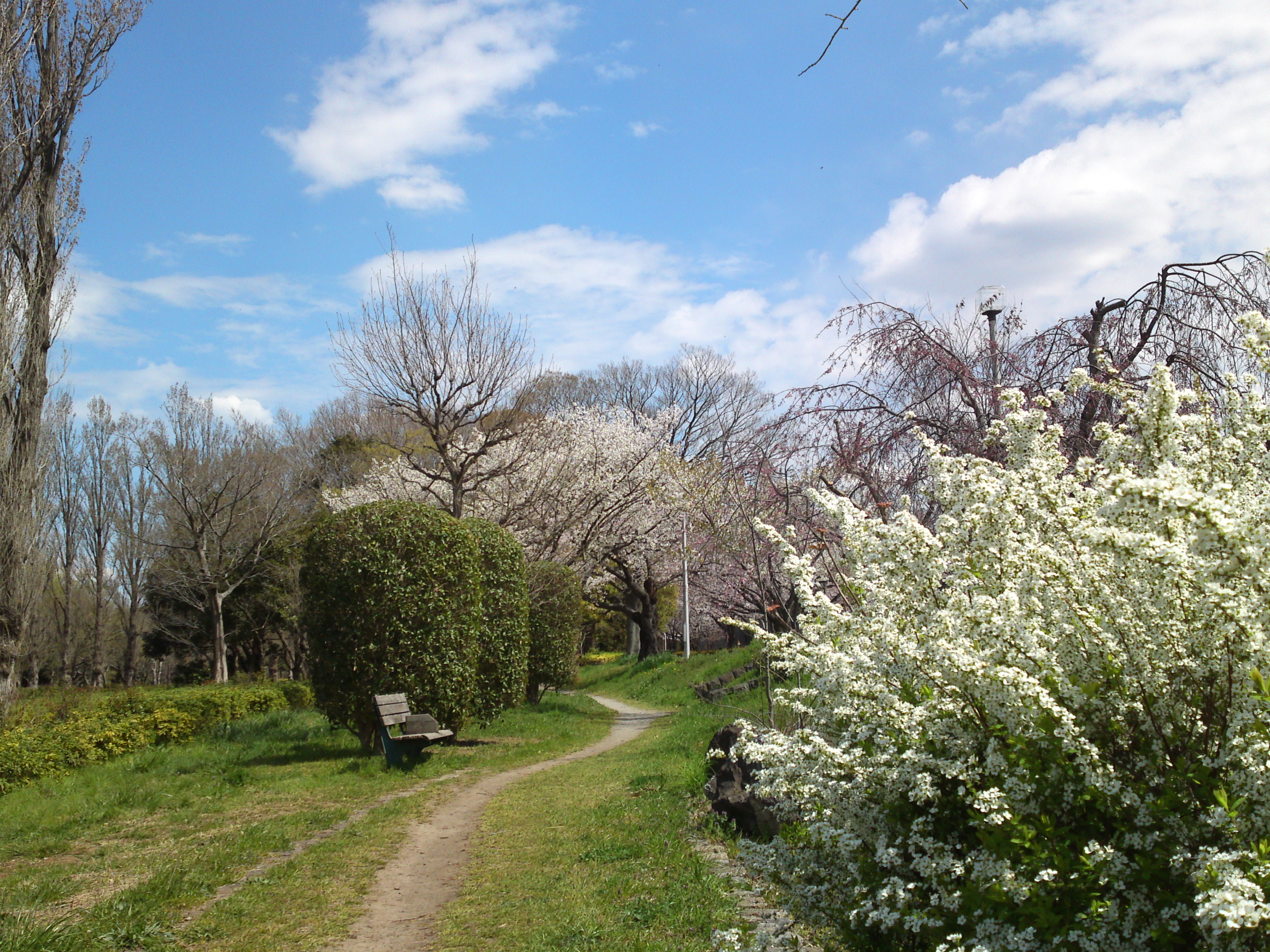 2019年春水元公園に咲く桜とユキヤナギ１