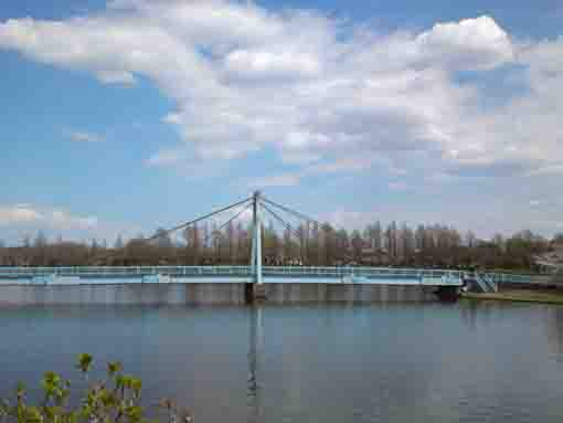 都立水元公園の青い橋