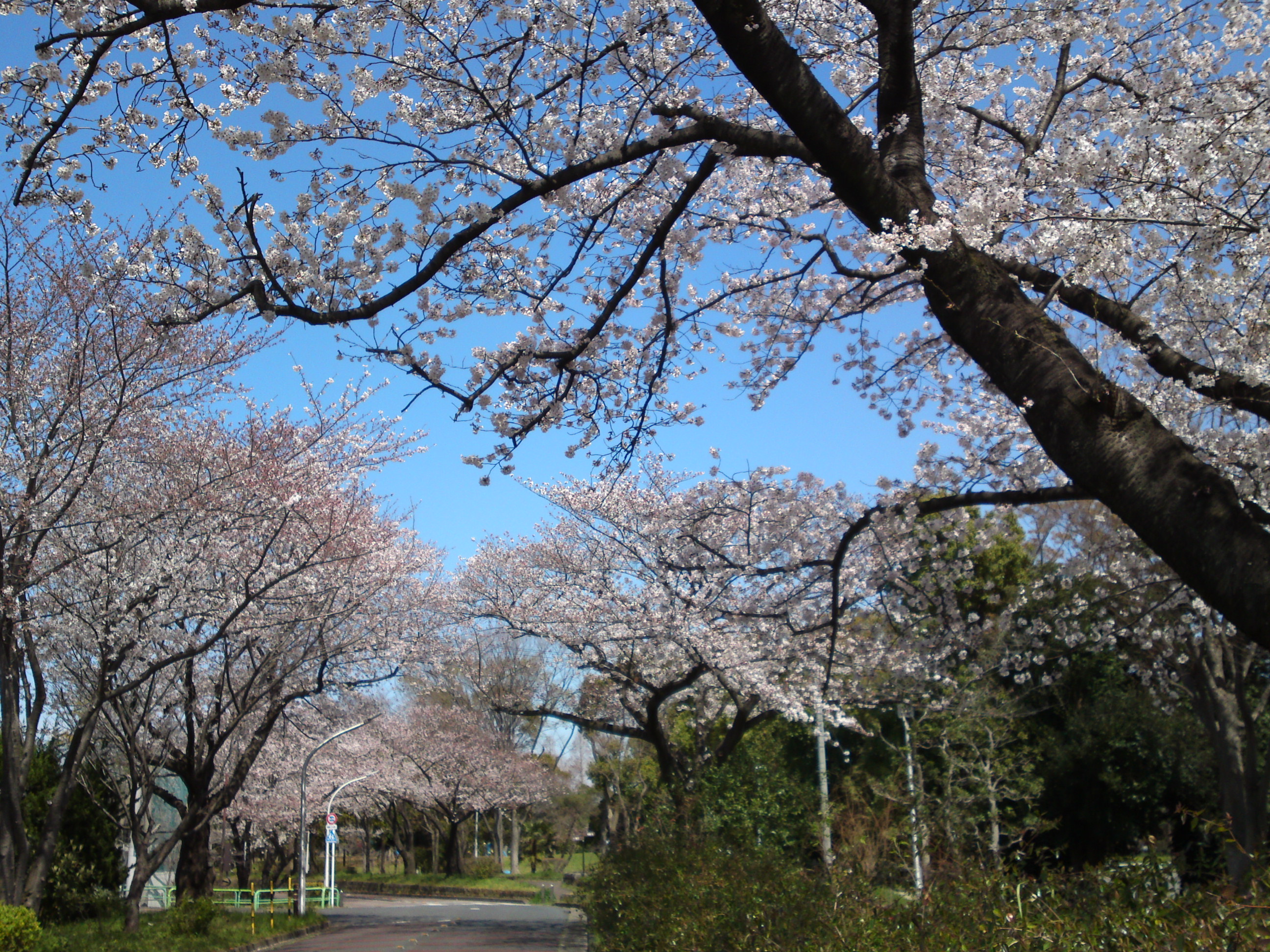 2019年春水元公園並木道に咲く桜２