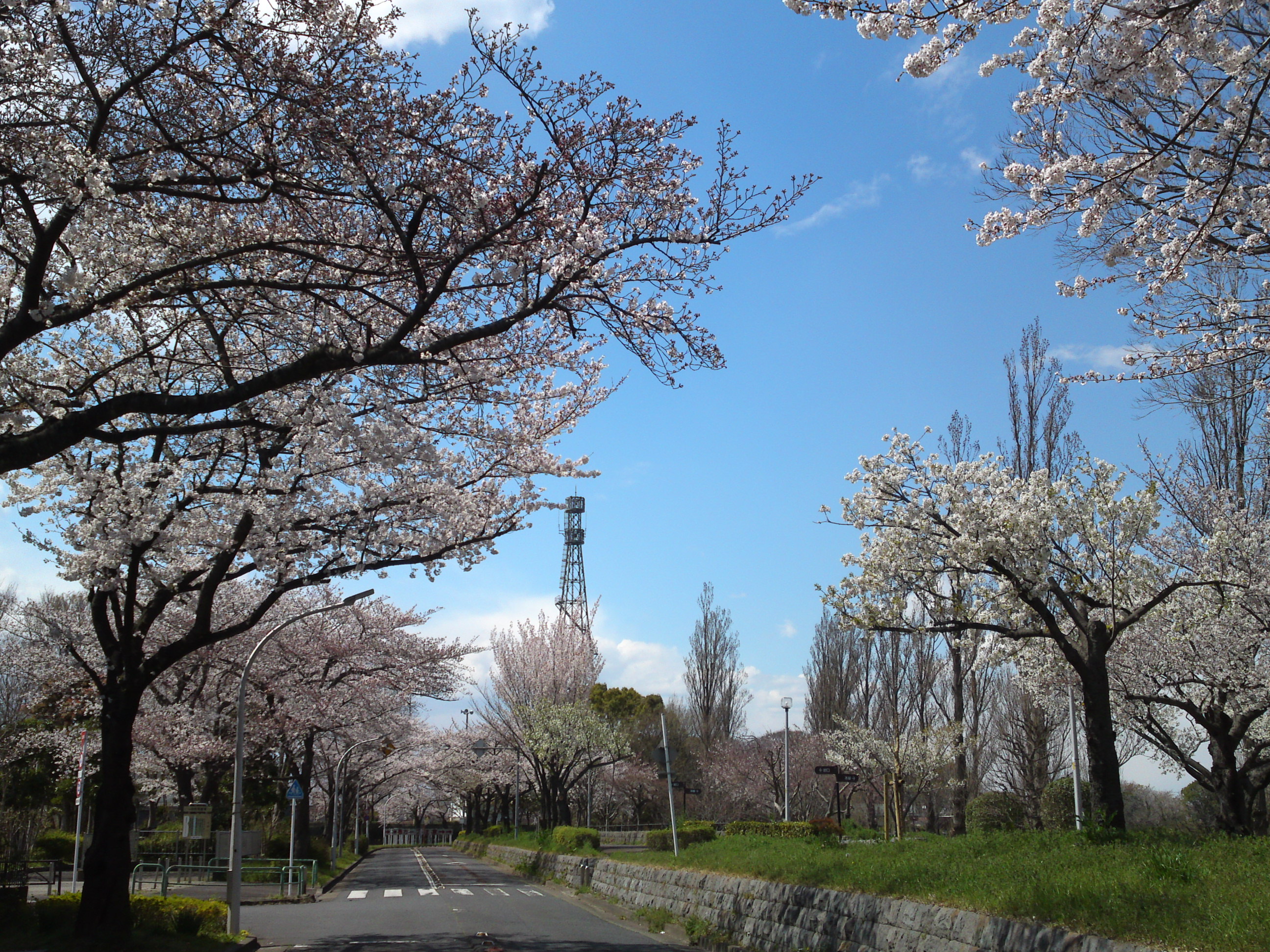 2019年春水元公園並木道に咲く桜３