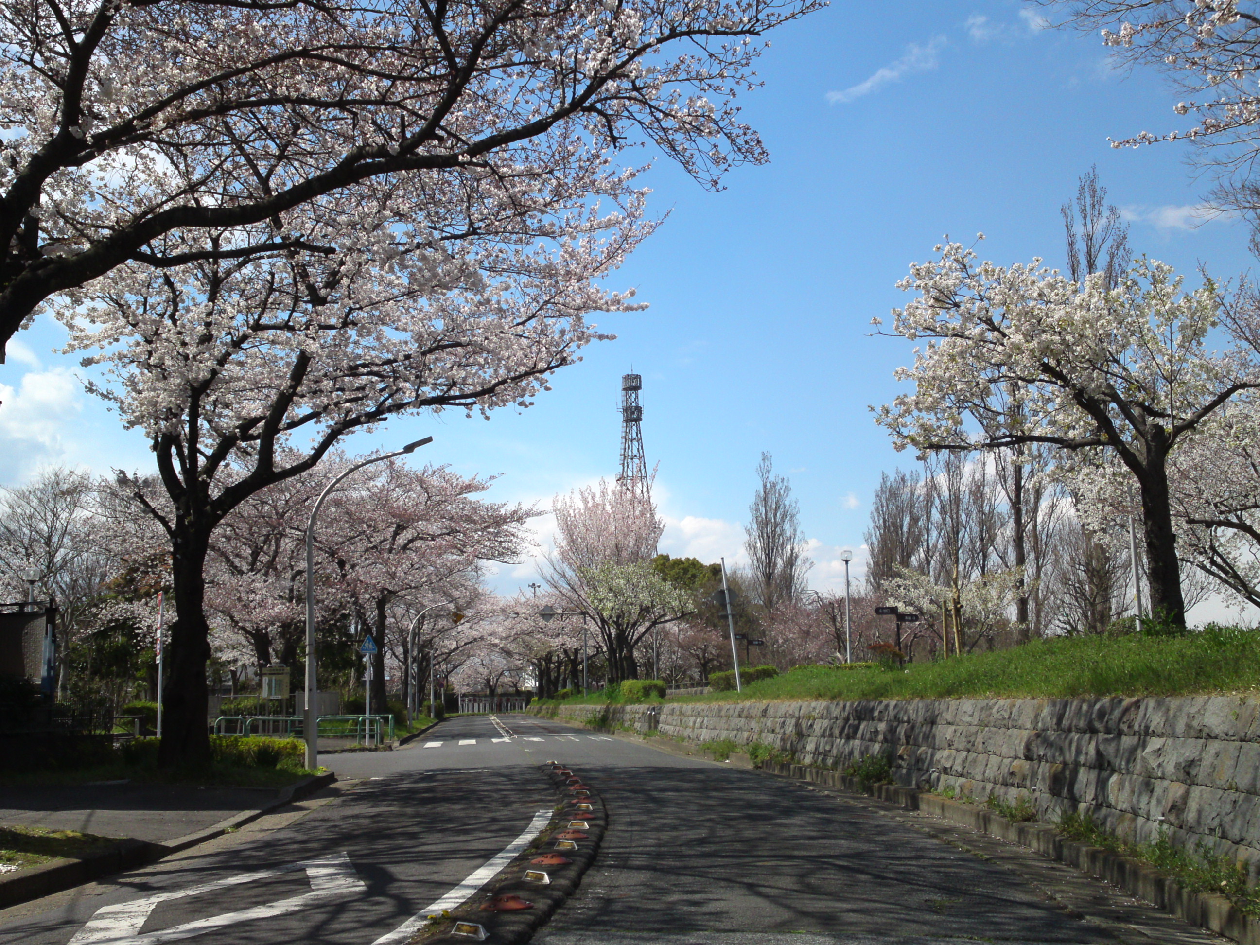 2019年春水元公園並木道に咲く桜４