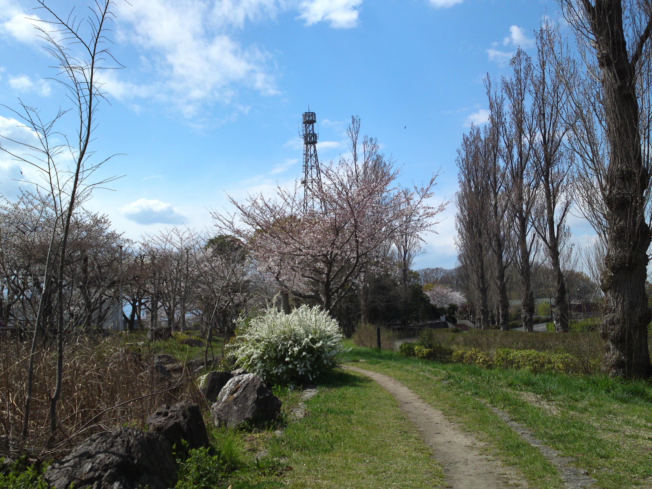 2019年春水元公園に咲く桜とユキヤナギ２