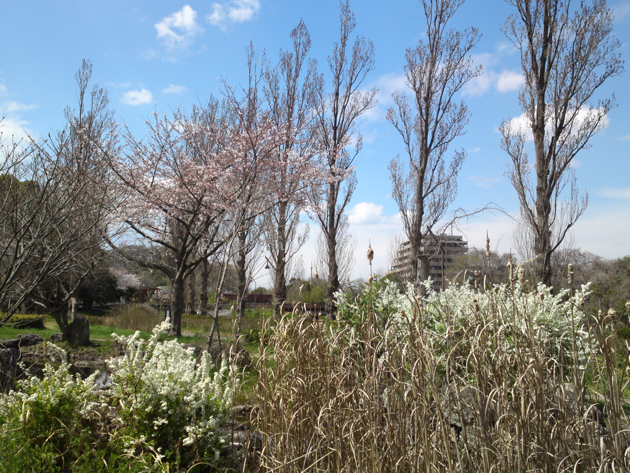 2019年春水元公園に咲く桜とユキヤナギ３