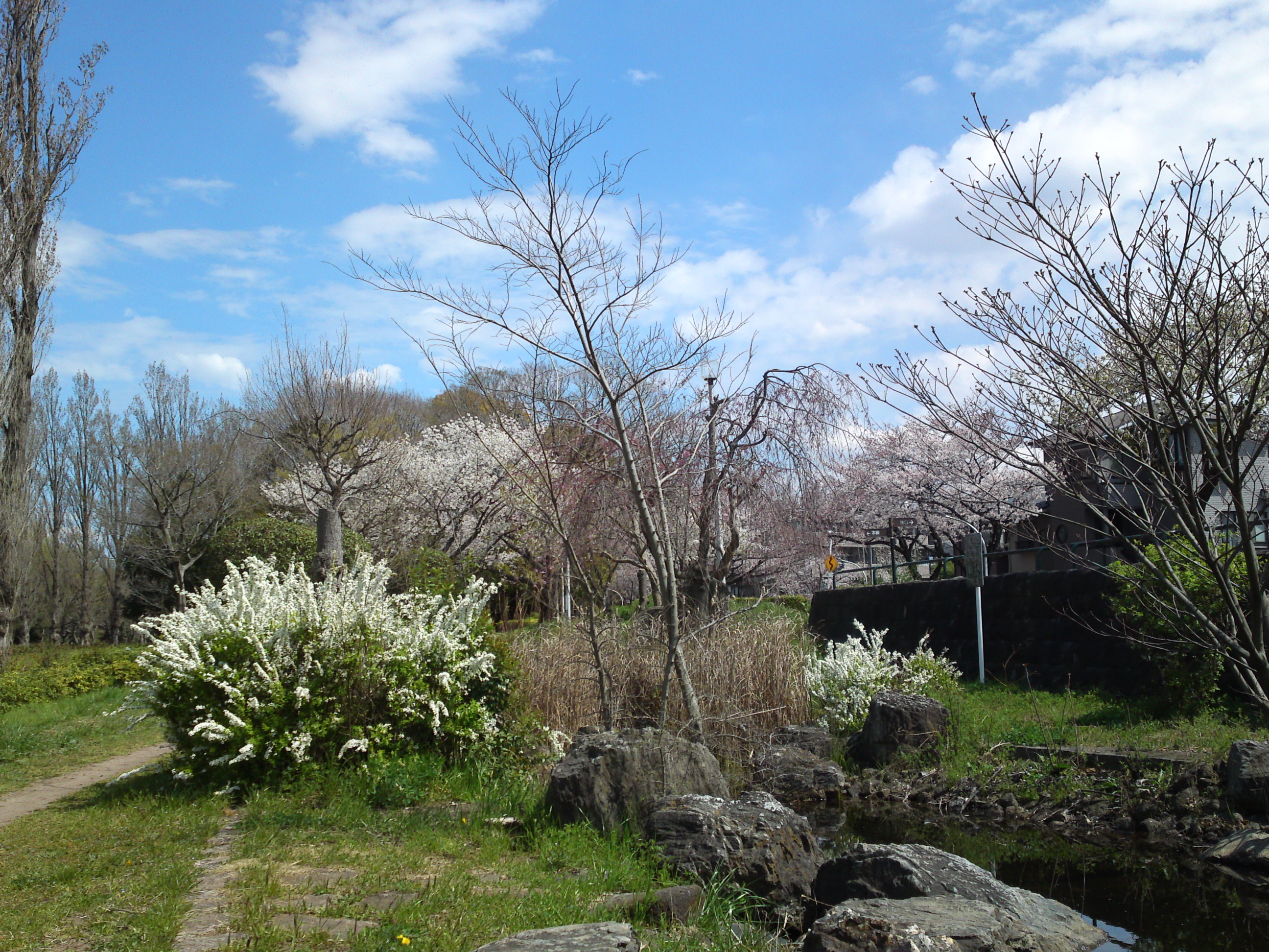 2019年春水元公園に咲く桜とユキヤナギ４
