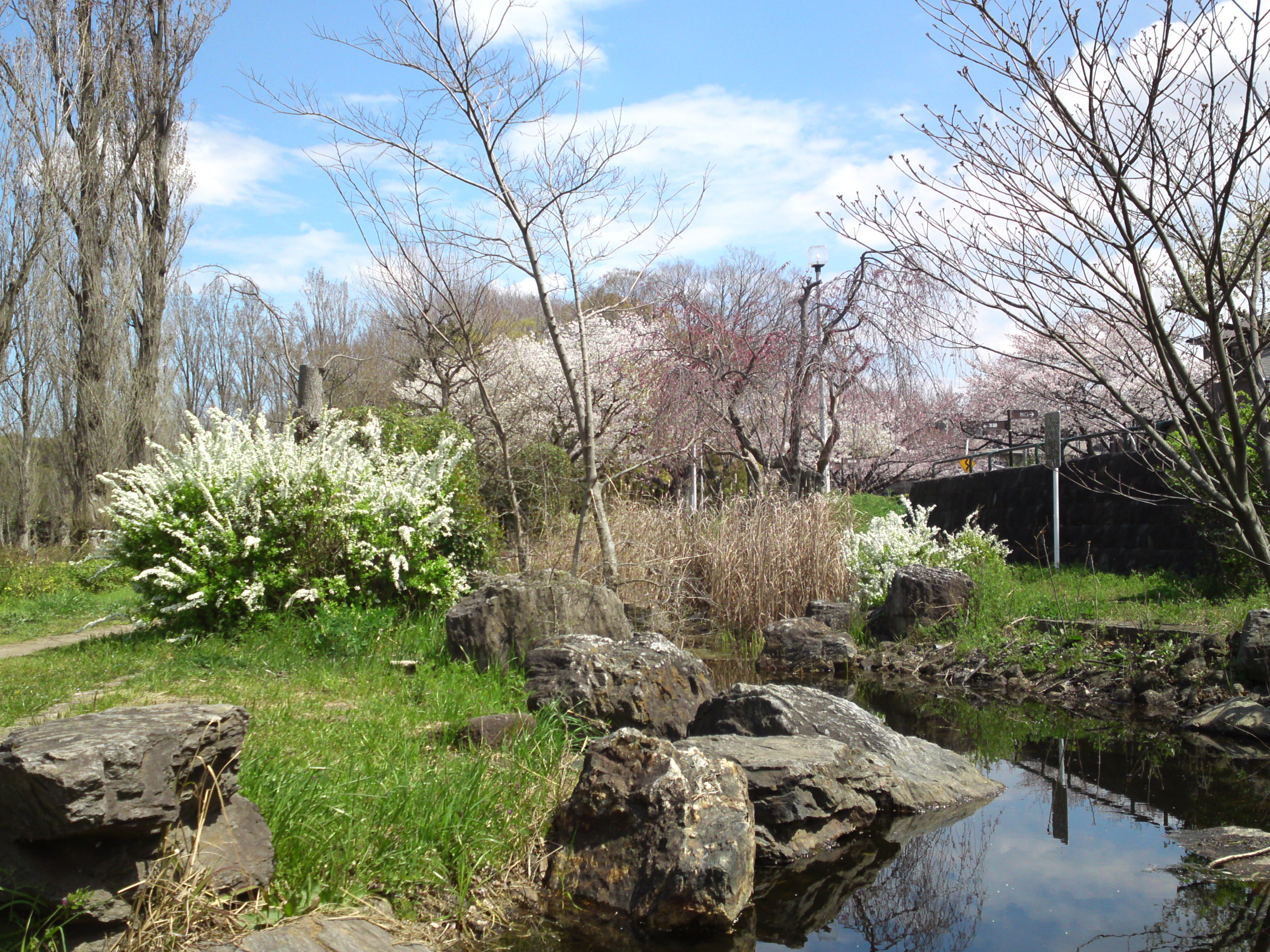 2019年春水元公園に咲く桜とユキヤナギ５