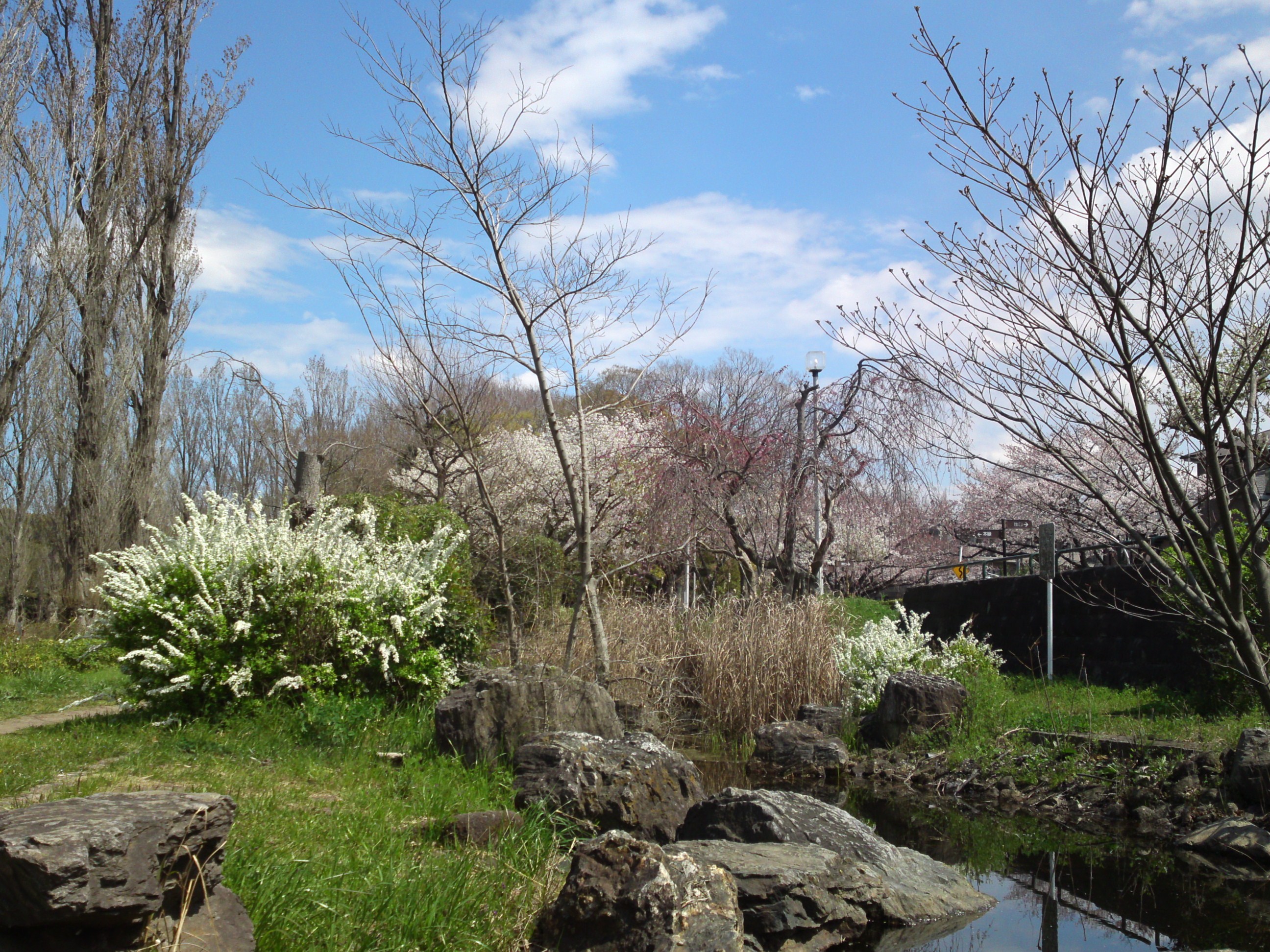 2019年春水元公園に咲く桜とユキヤナギ６