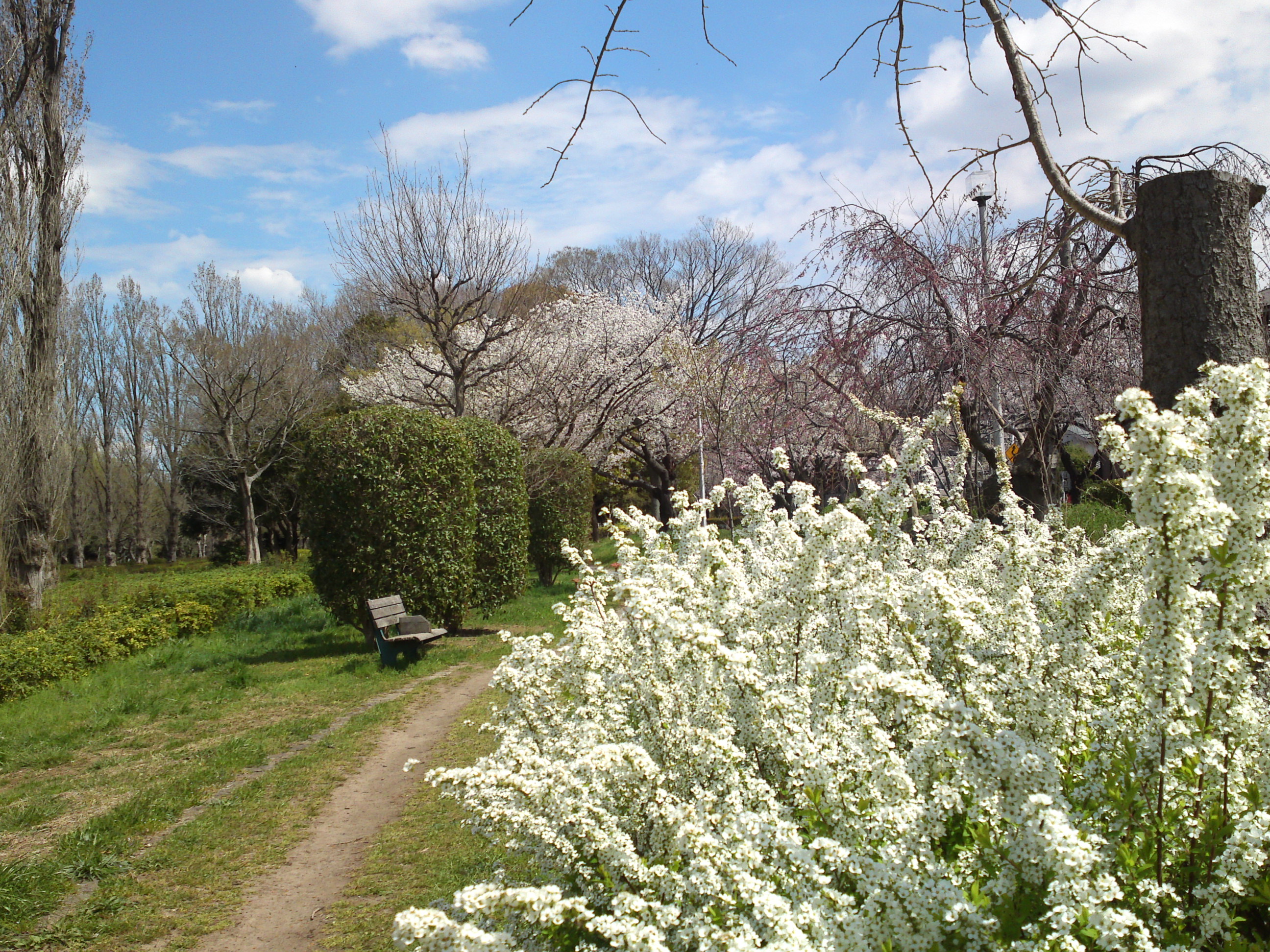 2019年春水元公園に咲く桜とユキヤナギ７