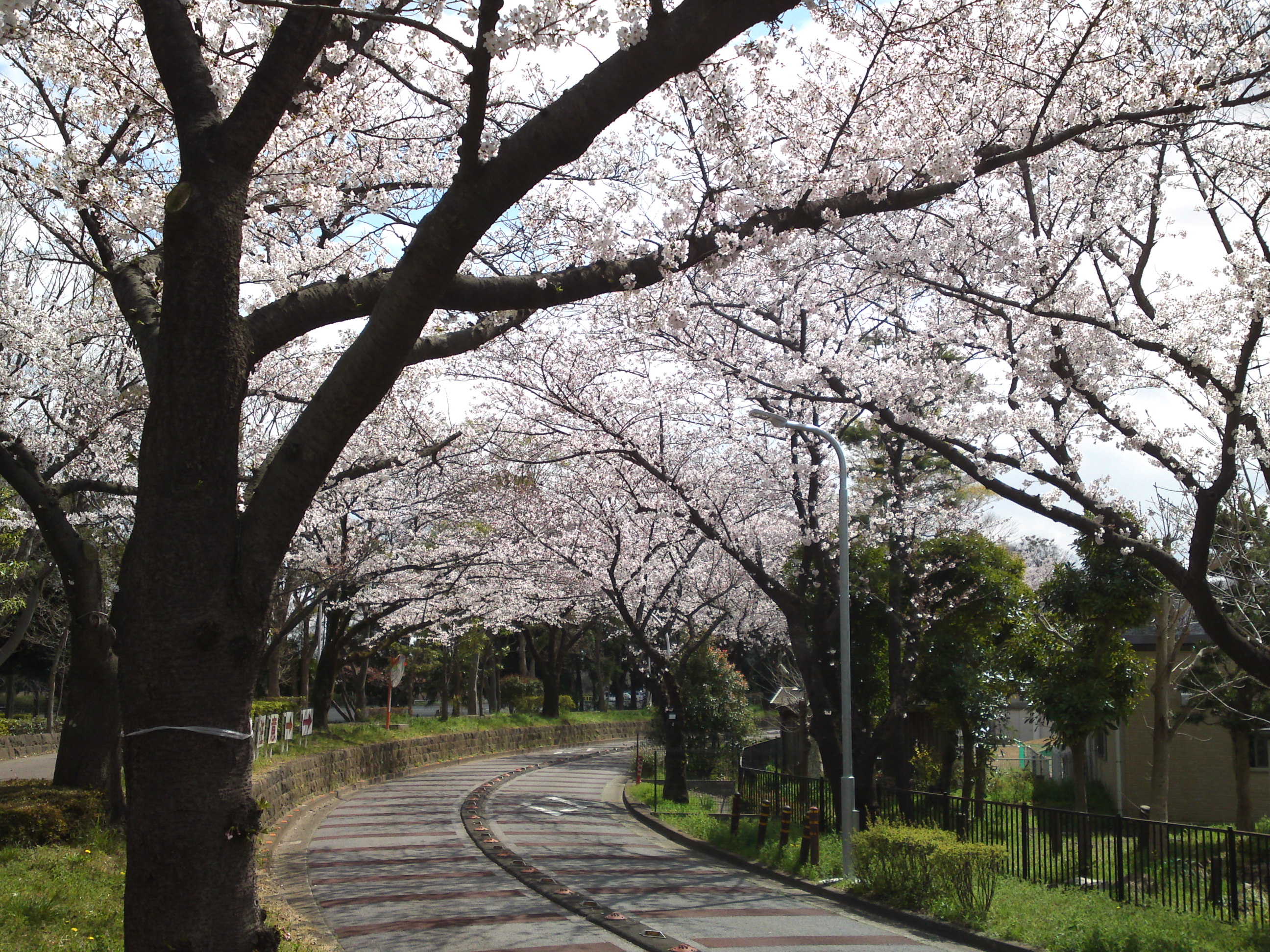 2019年春水元公園並木道に咲く桜５
