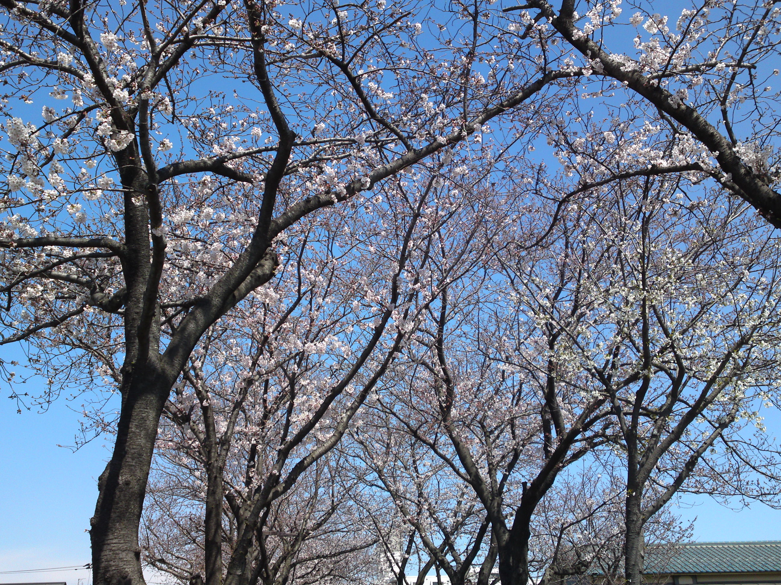 2019年春水元公園並木道に咲く桜６