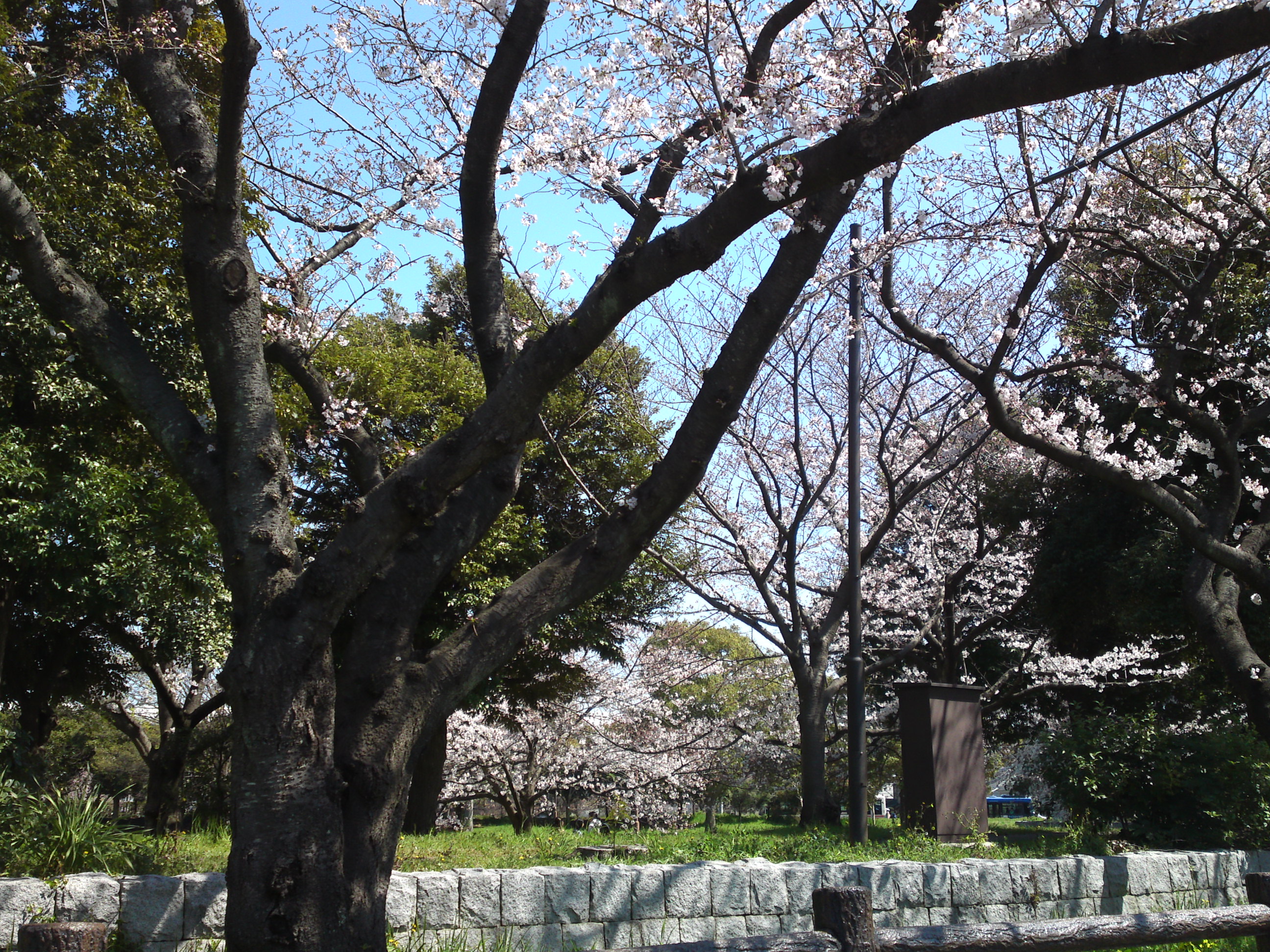 2019年春水元公園並木道に咲く桜８