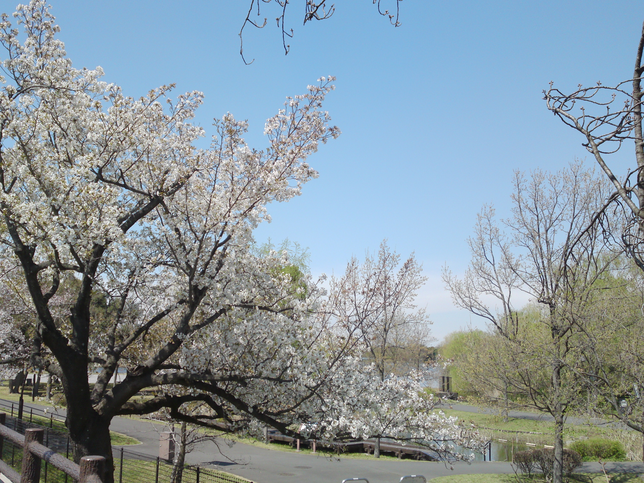 2019年春水元公園並木道に咲く桜１１