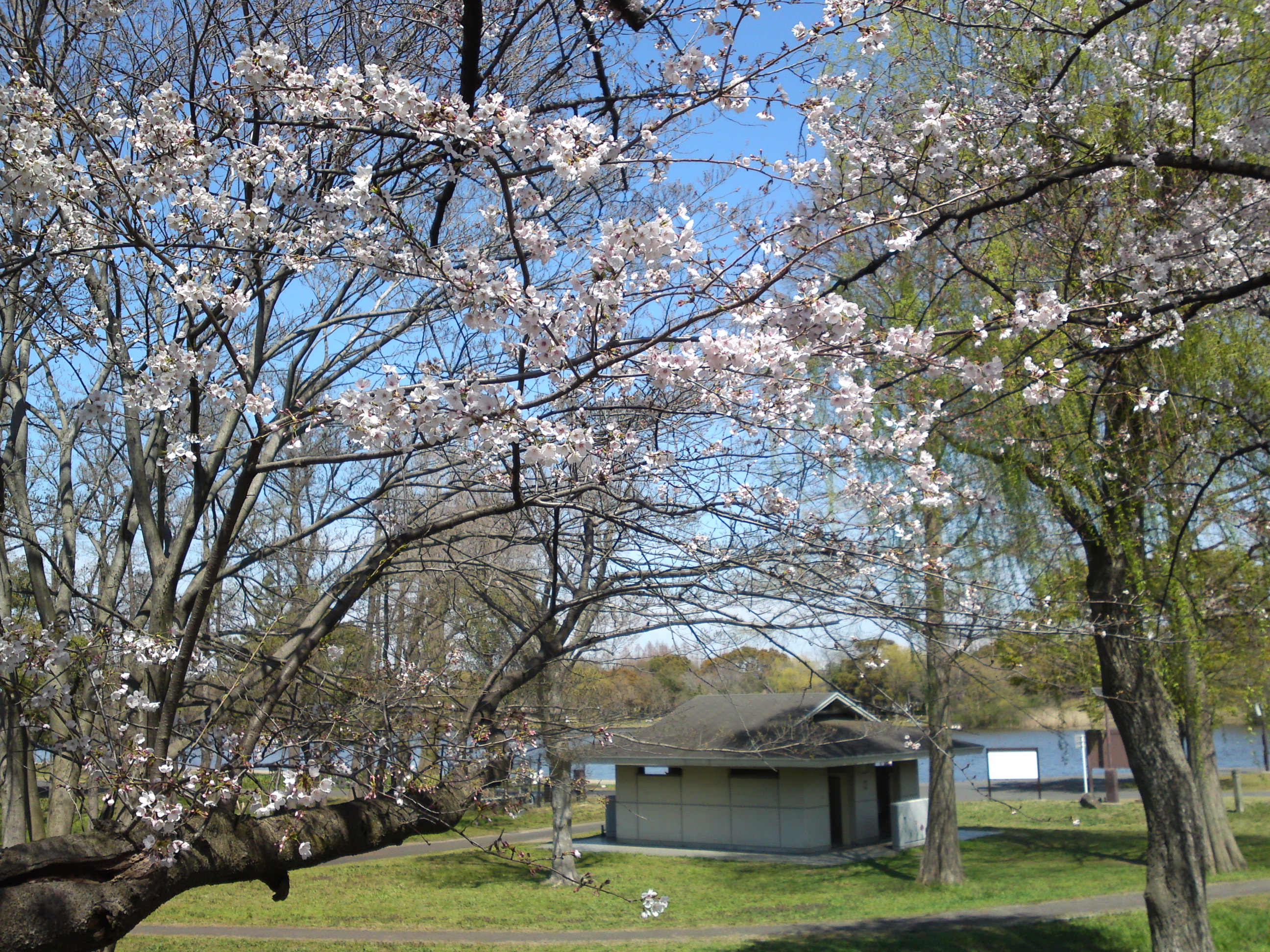 2019年春水元公園並木道に咲く桜１２