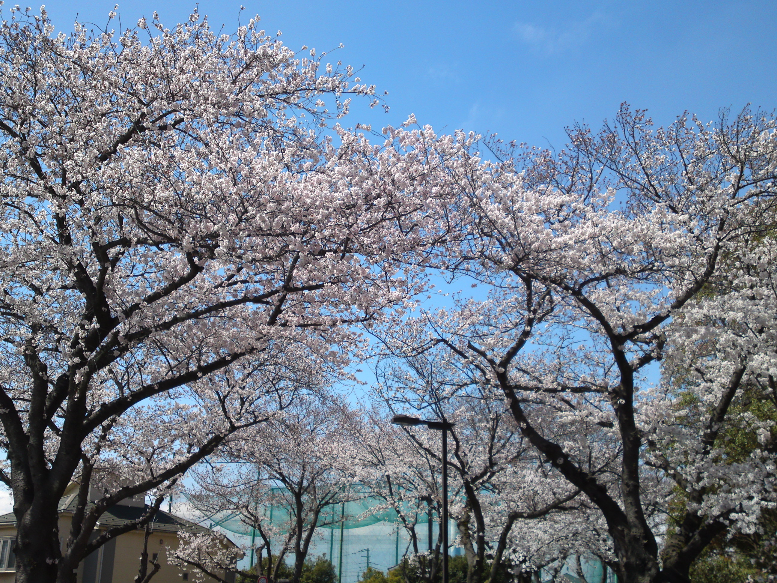 2019年春水元公園並木道に咲く桜１４