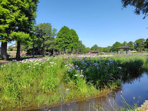 令和8年初夏水元公園に咲く菖蒲の花1