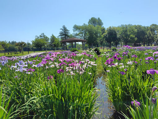 令和8年初夏水元公園に咲く菖蒲の花3
