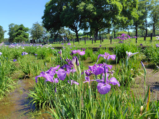 令和8年初夏水元公園に咲く菖蒲の花5
