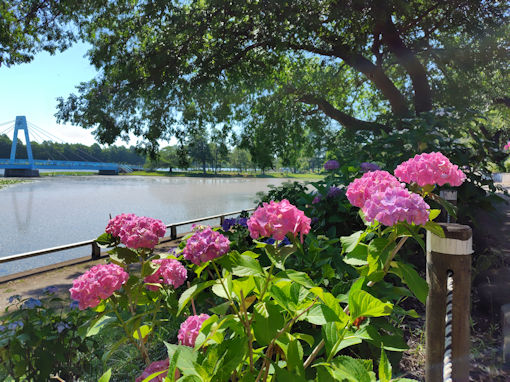 令和8年初夏水元公園に咲く紫陽花の花1