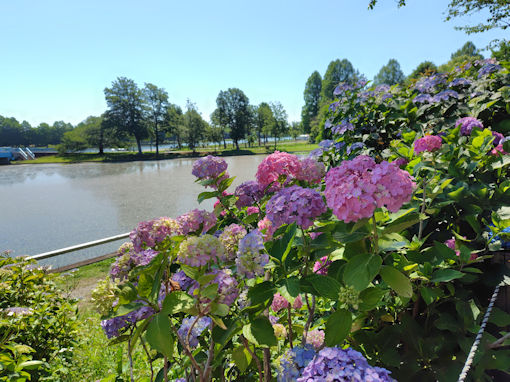 令和8年初夏水元公園に咲く紫陽花の花3