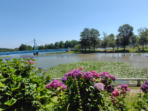 令和8年初夏水元公園に咲く紫陽花の花5