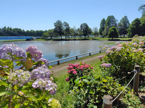令和8年初夏水元公園に咲く紫陽花の花7