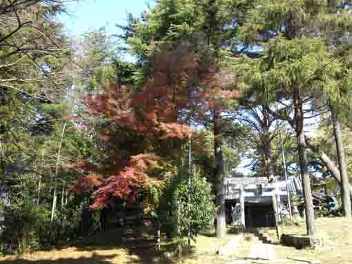 colored leaves in Moro Jinja in Funabashi