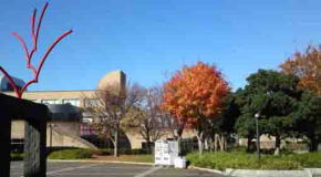 colored trees at the museum