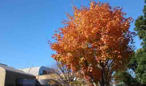 colored leaves at the museum