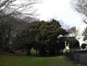 the view in Horinouchi Shell Mound