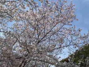 市川博物館駐車場の桜